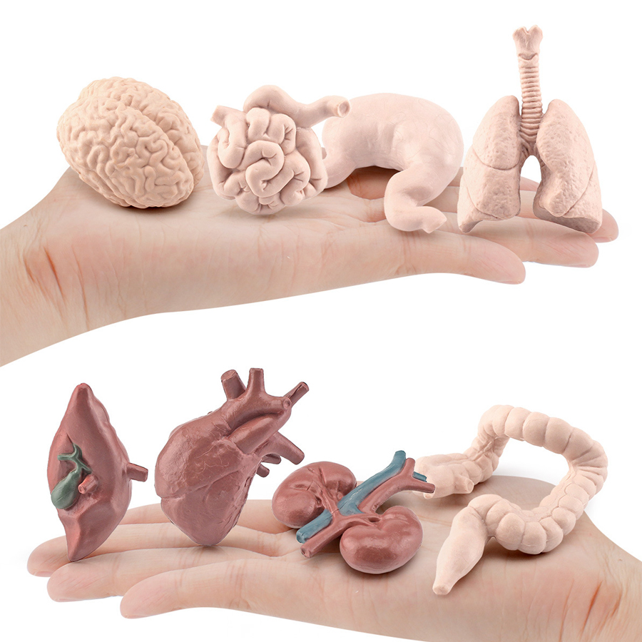 Realistic Human Organs Ancient - Kids Toys Egypt recensie en prijs